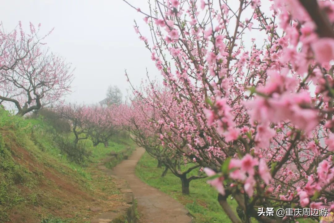 重庆桃花岛新发现与发展，引领城市新热点新闻速递