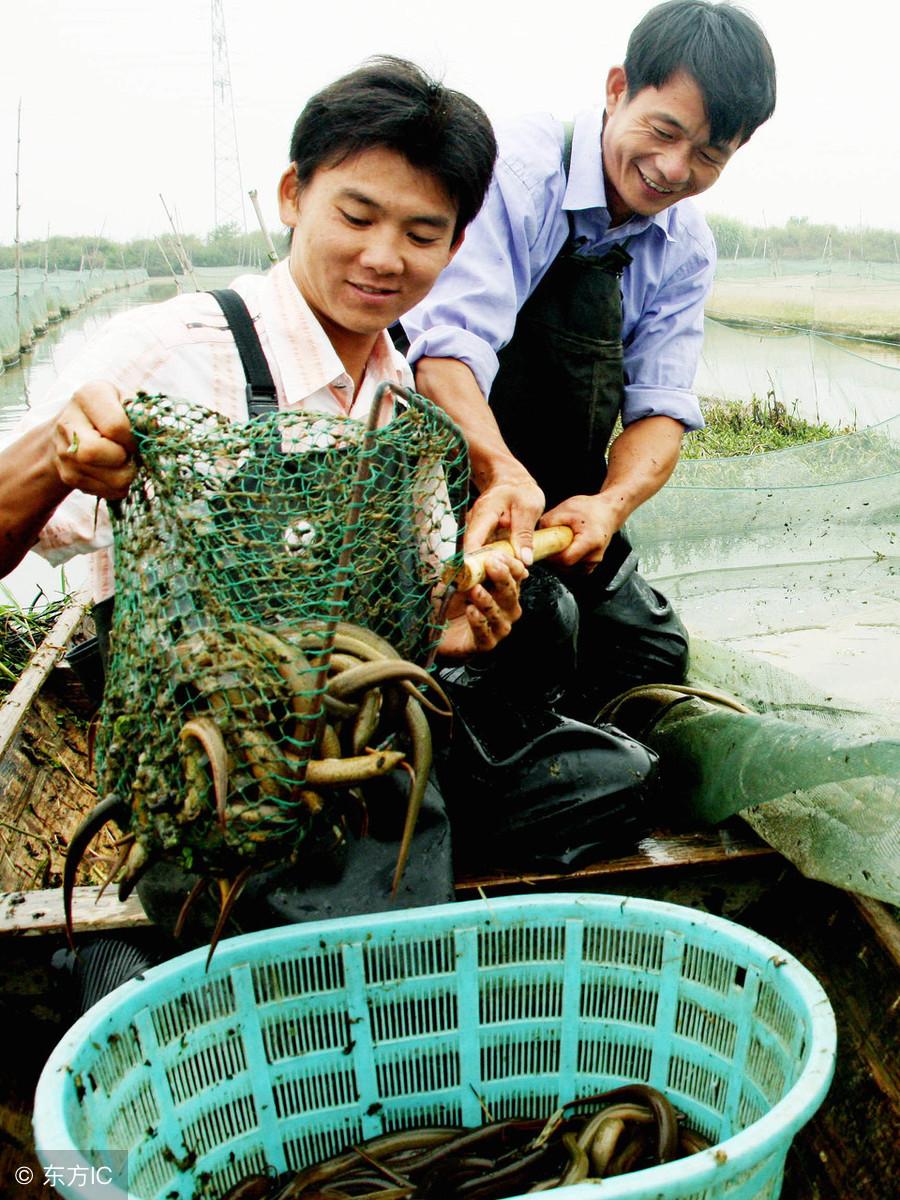 黄鳝养殖最新技术揭秘，提升产量与品质的秘诀实战指南